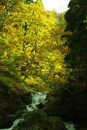 風情溢れる川を華やかにする黄色い紅葉