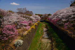 国営昭和記念公園　瀬戸豊彦写真展「東京の桜」