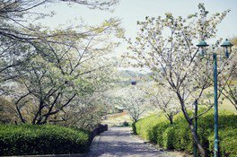 【桜・見ごろ】神戸布引ハーブ園／ロープウェイ　山桜