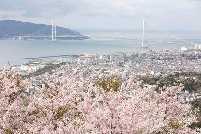 須磨浦山上遊園の桜