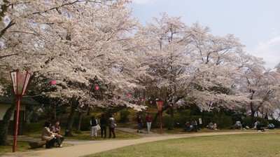 尾関山公園の桜