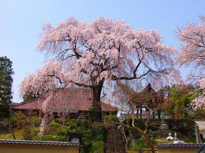 昌建寺の桜