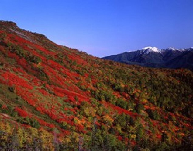 赤岳(銀泉台)の紅葉