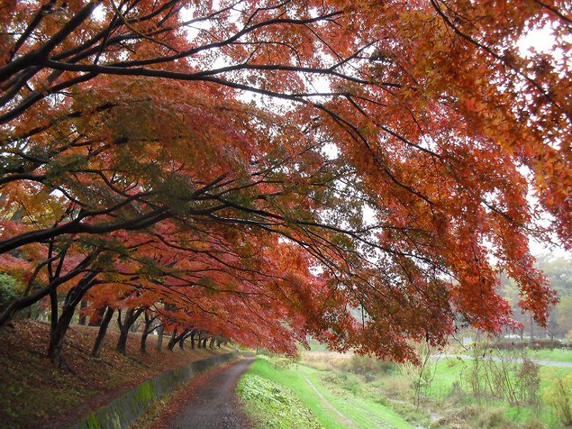 都立武蔵野公園の紅葉