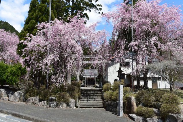 【桜・見ごろ】八幡神社
