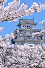世界文化遺産・国宝姫路城と桜が楽しめる