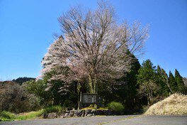 【桜・見ごろ】黒岩の山桜