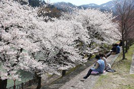 第13回庄川峡桜まつり
