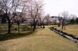 【桜・見ごろ】せせらぎ公園