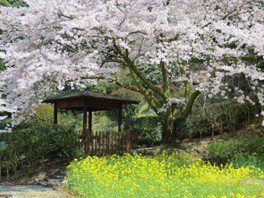 七ツ釜鍾乳洞と里山の櫻と菜の花　春まつり