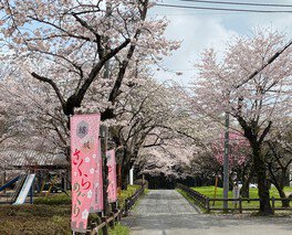 イベントを楽しみながら、市内の桜スポットをめぐる