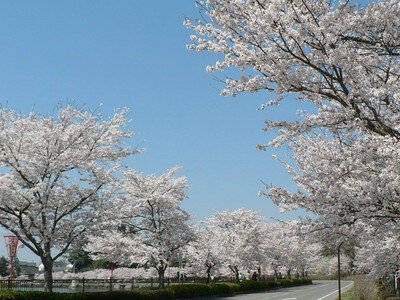 上野公園の桜(広島県)