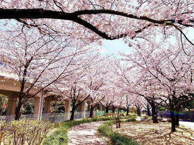 荒子川公園の桜
