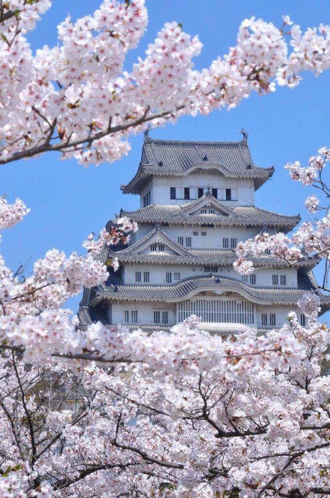 兵庫県の桜名所 お花見21 ウォーカープラス