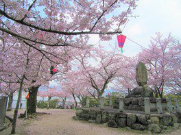 鮮やかなピンク色の桜が宮島を彩る