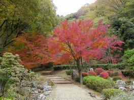 神奈川県立 七沢森林公園の紅葉