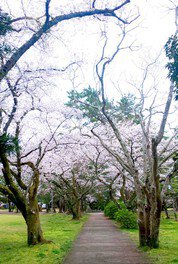 出雲大社神苑の桜