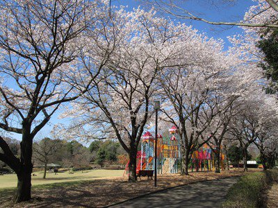 壬生町総合公園の桜