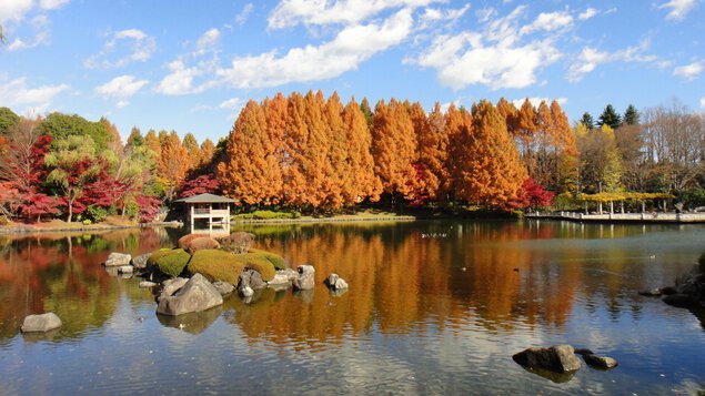 栃木県中央公園の紅葉