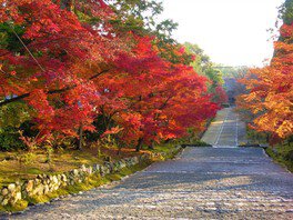 参道を彩る赤黄色の紅葉を見ながら散策を楽しめる