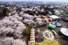 華蔵寺公園の桜