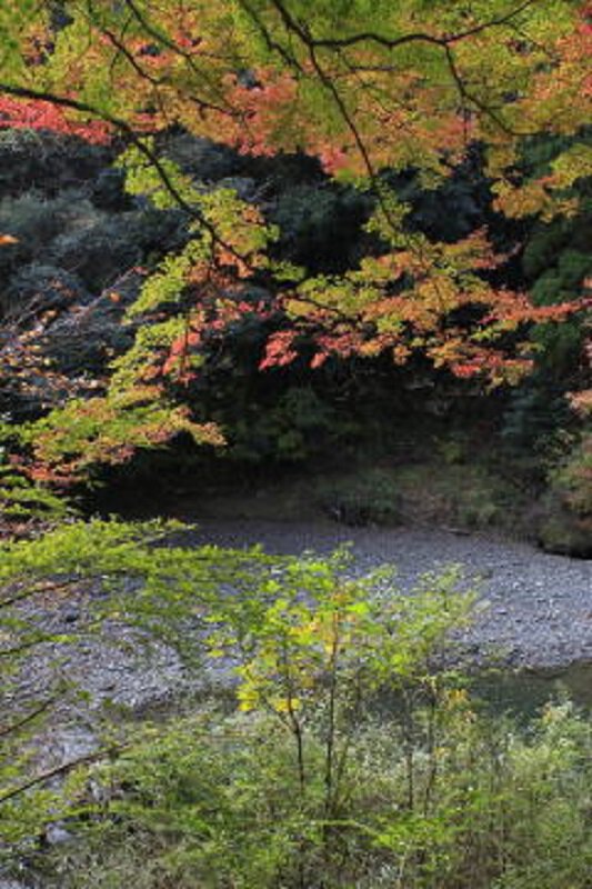 七里川渓谷の紅葉