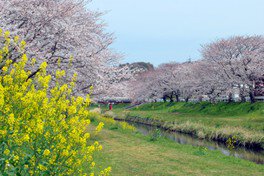 【桜・見ごろ】佐奈川の桜と菜の花