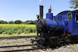 本物のSL（蒸気機関車）運行（5月）