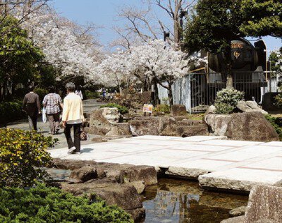 三笠公園の桜