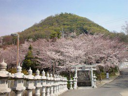 【桜・見ごろ】白山神社