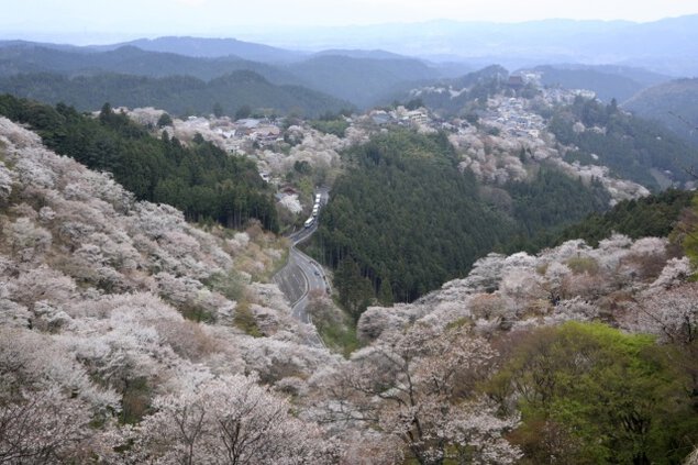 吉野山　桜まつり