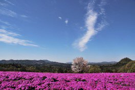 芝桜とネモフィラの丘