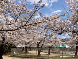 RSKバラ園の桜