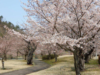 東沢バラ公園の桜