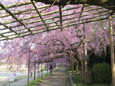 鴨川公園(半木の道)の紅八重枝垂れ桜