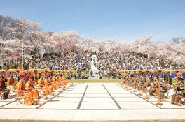 天童公園(舞鶴山)の桜