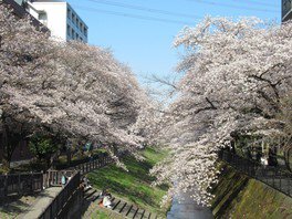 川沿いの遊歩道で桜を見ながら散歩できる