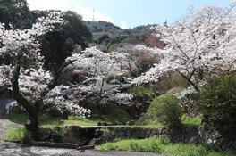 【桜・見ごろ】栄山公園