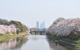 【桜・見ごろ】春日五条川の桜並木