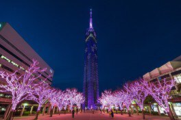 桜満開！福岡タワーの春イベント