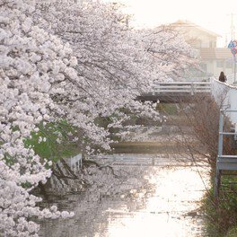 【桜・見ごろ】三木町役場前の桜並木