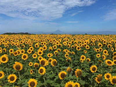 【花・見ごろ】長井海の手公園ソレイユの丘　ヒマワリ