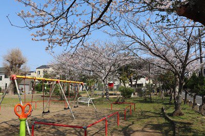 【桜・見ごろ】陣屋町公園