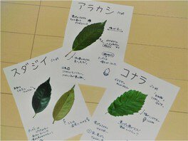 国営昭和記念公園　ネイチャープログラム　樹木のはっぱ図鑑づくり