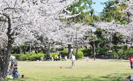 【桜・見ごろ】清洲公園