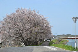 【桜・見ごろ】益田川沿い