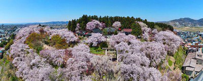 烏帽子山公園の桜