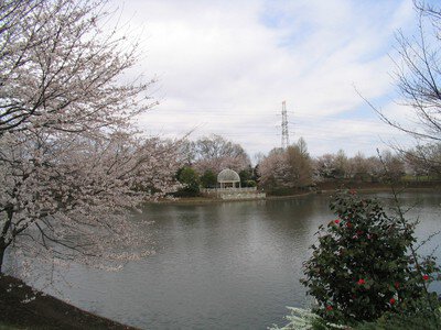 御伊勢塚公園(おいせ橋通り)の桜