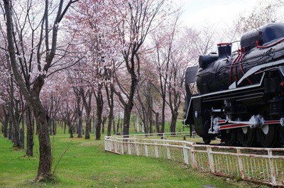 【桜・見ごろ】桜山公園の約800本の桜