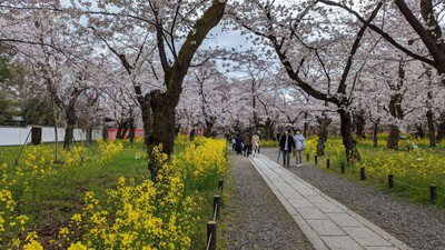 【桜・見ごろ】平野神社